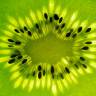 Fotografia 11 da espécie Actinidia deliciosa do Jardim Botânico UTAD