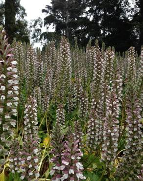 Fotografia 14 da espécie Acanthus mollis no Jardim Botânico UTAD