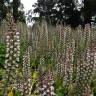 Fotografia 14 da espécie Acanthus mollis do Jardim Botânico UTAD