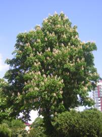 Fotografia da espécie Aesculus hippocastanum