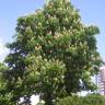 Fotografia 9 da espécie Aesculus hippocastanum do Jardim Botânico UTAD