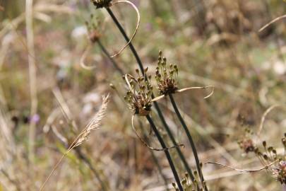 Fotografia da espécie Allium oleraceum