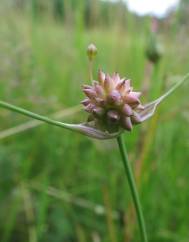 Allium oleraceum