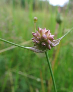 Fotografia 1 da espécie Allium oleraceum no Jardim Botânico UTAD