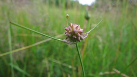 Fotografia da espécie Allium oleraceum