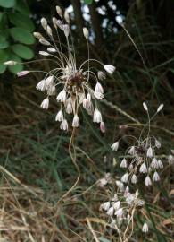 Fotografia da espécie Allium oleraceum