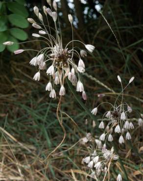 Fotografia 6 da espécie Allium oleraceum no Jardim Botânico UTAD