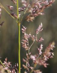 Agrostis capillaris