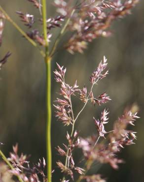 Fotografia 1 da espécie Agrostis capillaris no Jardim Botânico UTAD