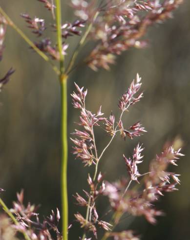 Fotografia de capa Agrostis capillaris - do Jardim Botânico