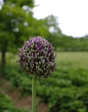 Fotografia 11 da espécie Allium ampeloprasum no Jardim Botânico UTAD