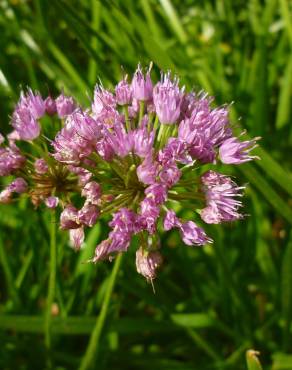 Fotografia 12 da espécie Allium ampeloprasum no Jardim Botânico UTAD