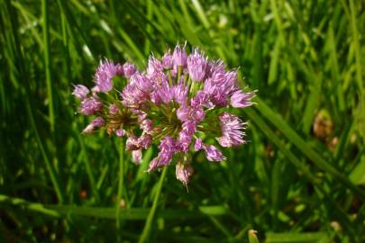 Fotografia da espécie Allium ampeloprasum