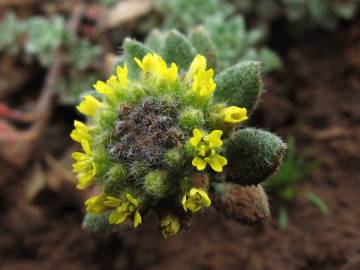 Fotografia da espécie Alyssum simplex