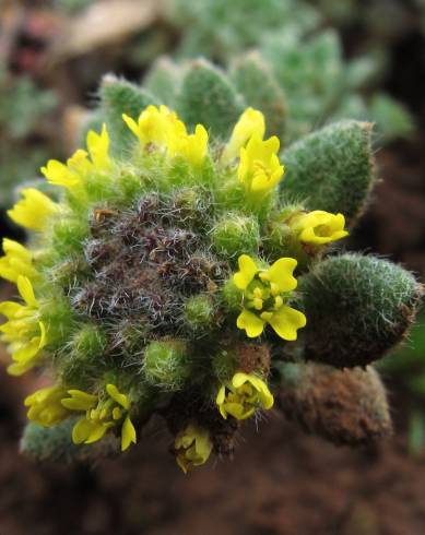 Fotografia de capa Alyssum simplex - do Jardim Botânico