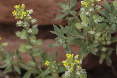 Fotografia da espécie Alyssum simplex