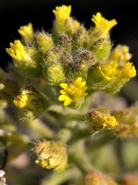 Fotografia da espécie Alyssum simplex