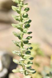 Fotografia da espécie Alyssum simplex