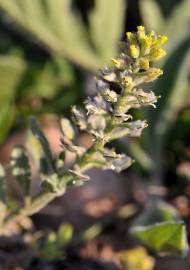 Fotografia da espécie Alyssum simplex