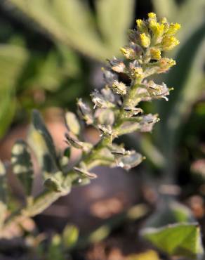 Fotografia 5 da espécie Alyssum simplex no Jardim Botânico UTAD