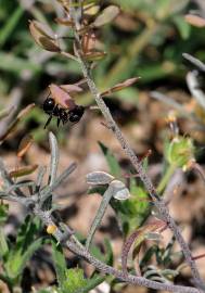 Fotografia da espécie Alyssum simplex