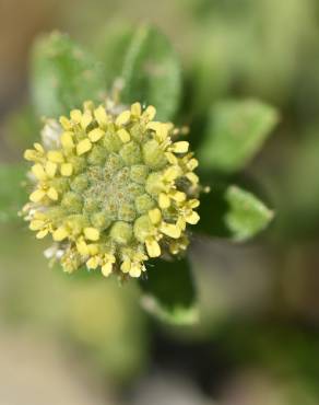 Fotografia 7 da espécie Alyssum simplex no Jardim Botânico UTAD