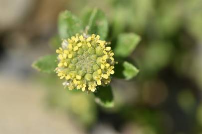 Fotografia da espécie Alyssum simplex