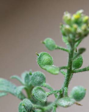 Fotografia 8 da espécie Alyssum simplex no Jardim Botânico UTAD