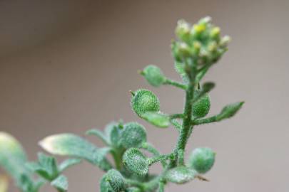 Fotografia da espécie Alyssum simplex