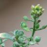 Fotografia 8 da espécie Alyssum simplex do Jardim Botânico UTAD