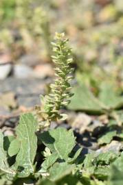 Fotografia da espécie Alyssum simplex