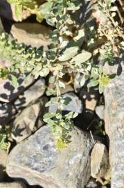 Fotografia da espécie Alyssum simplex