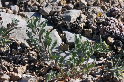 Fotografia da espécie Alyssum simplex