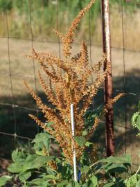 Fotografia da espécie Amaranthus hypochondriacus