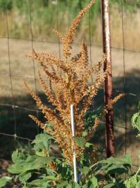 Fotografia da espécie Amaranthus hypochondriacus