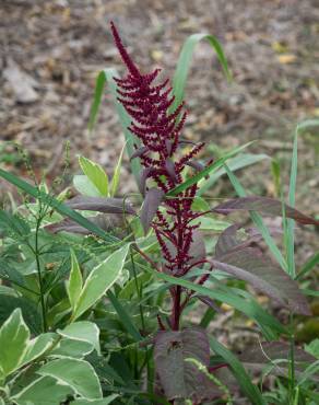 Fotografia 3 da espécie Amaranthus hypochondriacus no Jardim Botânico UTAD