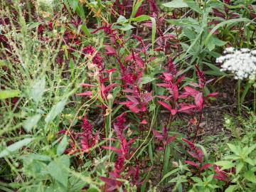 Fotografia da espécie Amaranthus hypochondriacus