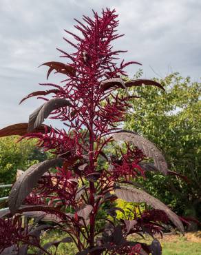 Fotografia 5 da espécie Amaranthus hypochondriacus no Jardim Botânico UTAD
