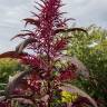 Fotografia 5 da espécie Amaranthus hypochondriacus do Jardim Botânico UTAD