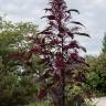 Fotografia 6 da espécie Amaranthus hypochondriacus do Jardim Botânico UTAD