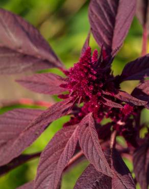 Fotografia 7 da espécie Amaranthus hypochondriacus no Jardim Botânico UTAD