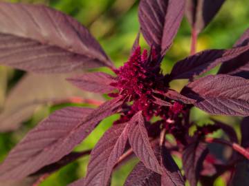 Fotografia da espécie Amaranthus hypochondriacus