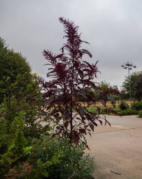 Fotografia 8 da espécie Amaranthus hypochondriacus no Jardim Botânico UTAD