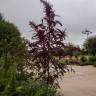 Fotografia 8 da espécie Amaranthus hypochondriacus do Jardim Botânico UTAD