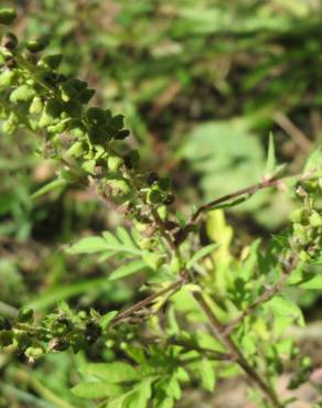 Fotografia 1 da espécie Ambrosia artemisiifolia no Jardim Botânico UTAD