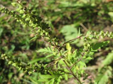 Fotografia da espécie Ambrosia artemisiifolia