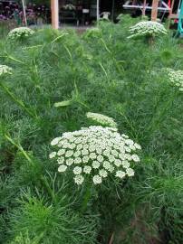 Fotografia da espécie Ammi visnaga