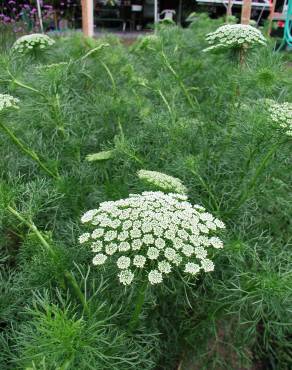 Fotografia 6 da espécie Ammi visnaga no Jardim Botânico UTAD