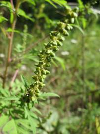 Fotografia da espécie Ambrosia artemisiifolia