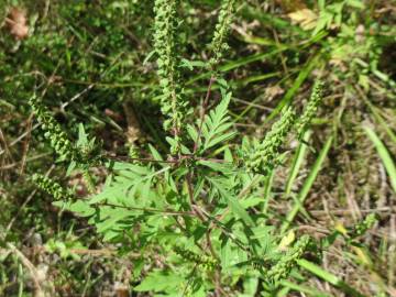 Fotografia da espécie Ambrosia artemisiifolia